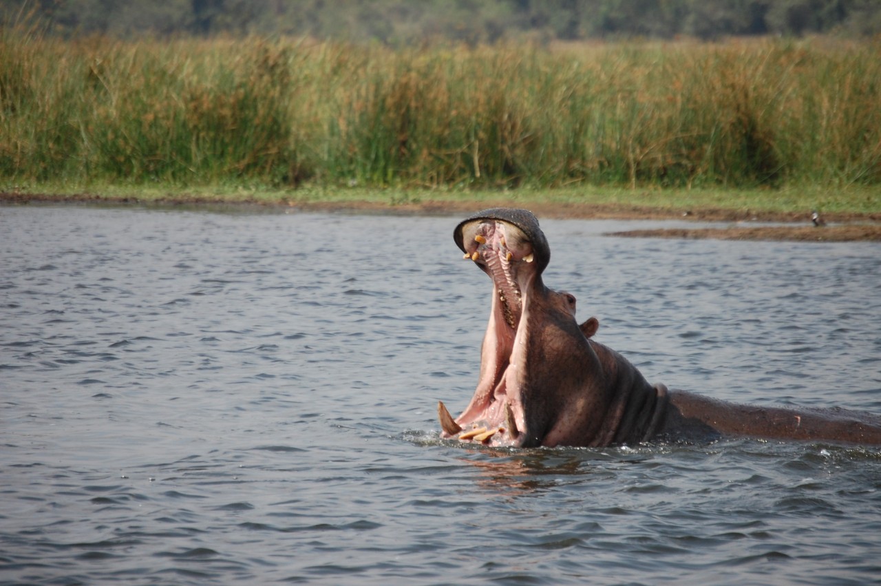 Uganda, Where Every Journey Begins with Wonder