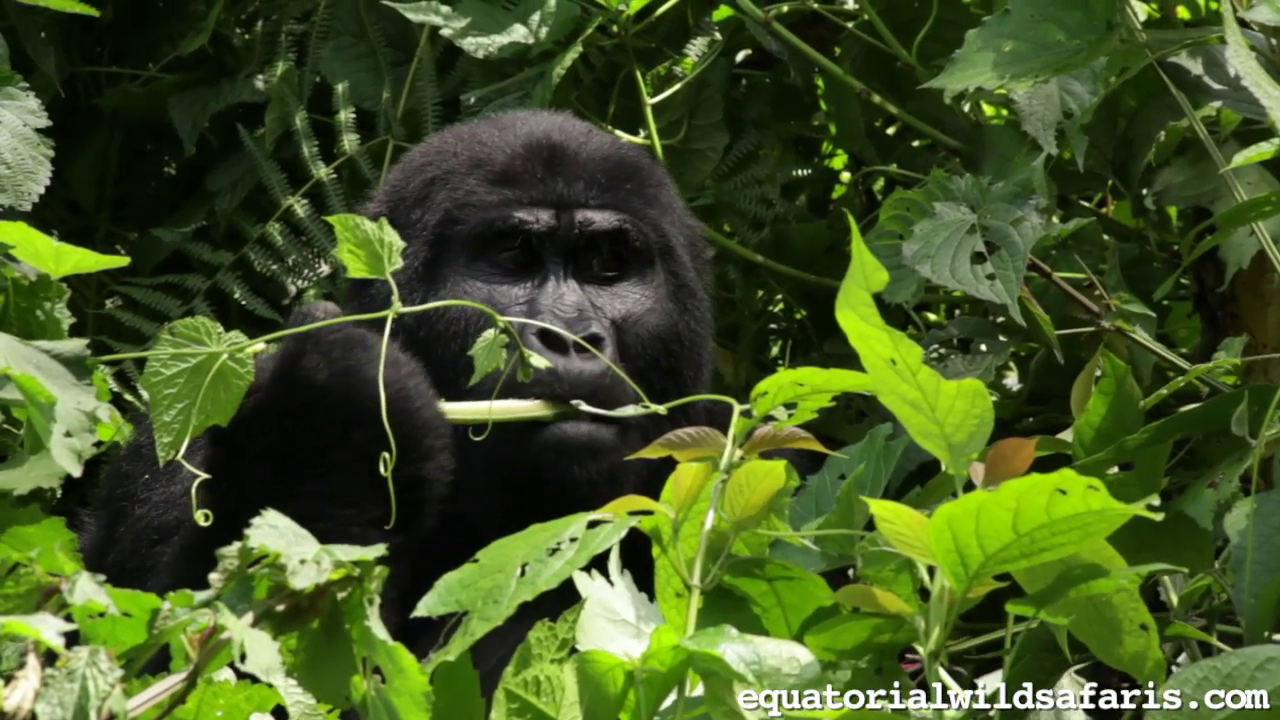 Into the Mist - A First-Timer's Guide to Gorilla Trekking
