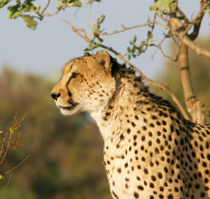 Kenya