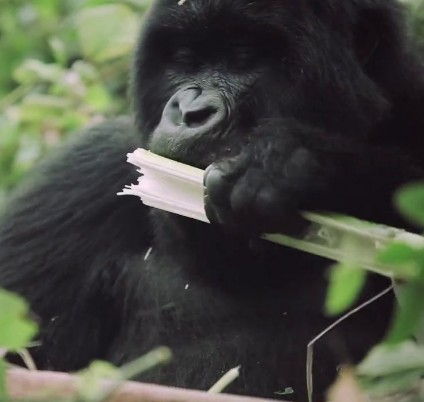 Rwanda