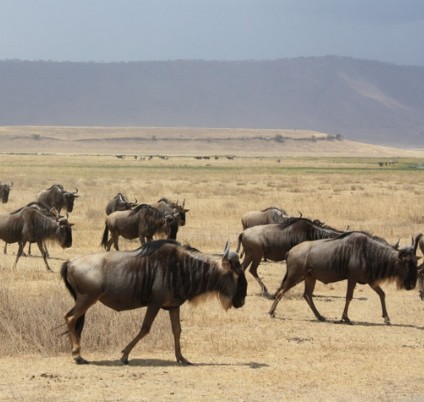 Tanzania