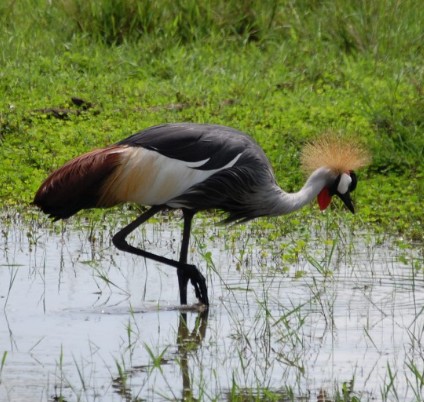 Uganda