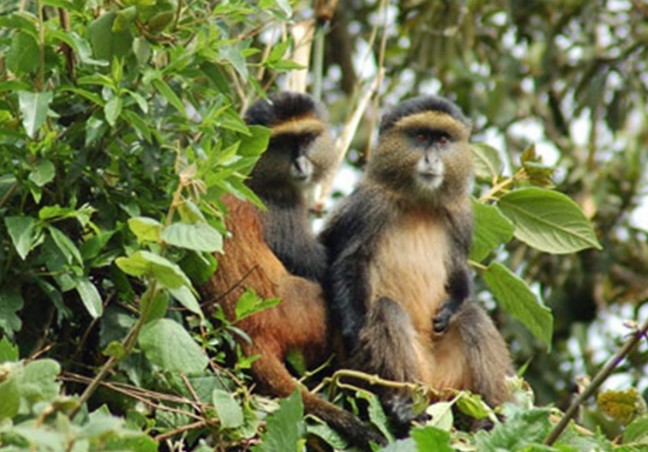 Volcanoes National Park Gorilla & Golden Monkey Trek