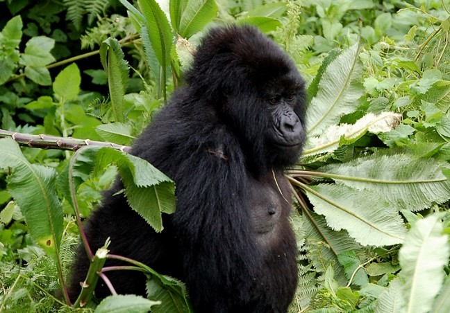 Bwindi Gorilla Trekking Adventure