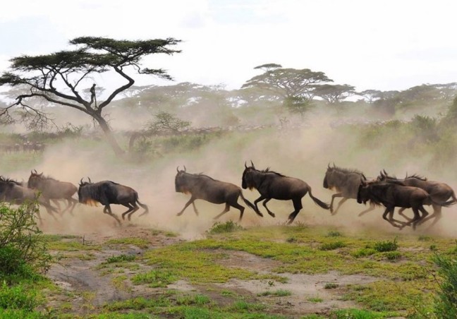 Serengeti & Ngorongoro Crater Safari