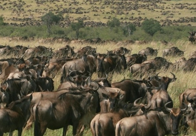 Masai Mara Great Migration Safari