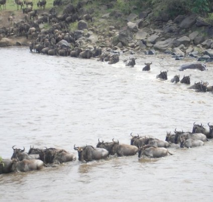 Masai Mara Great Migration Safari